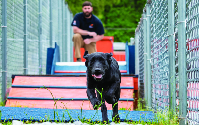 Dog running