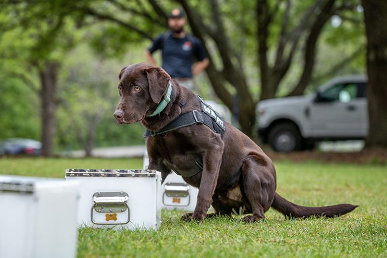 Chocolate labrador retriever sitting amongst boxes