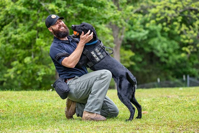 Black labrador jumpng on man