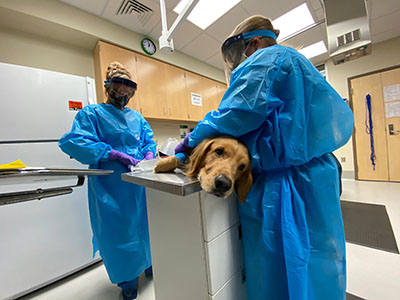 Dog receiving treatment