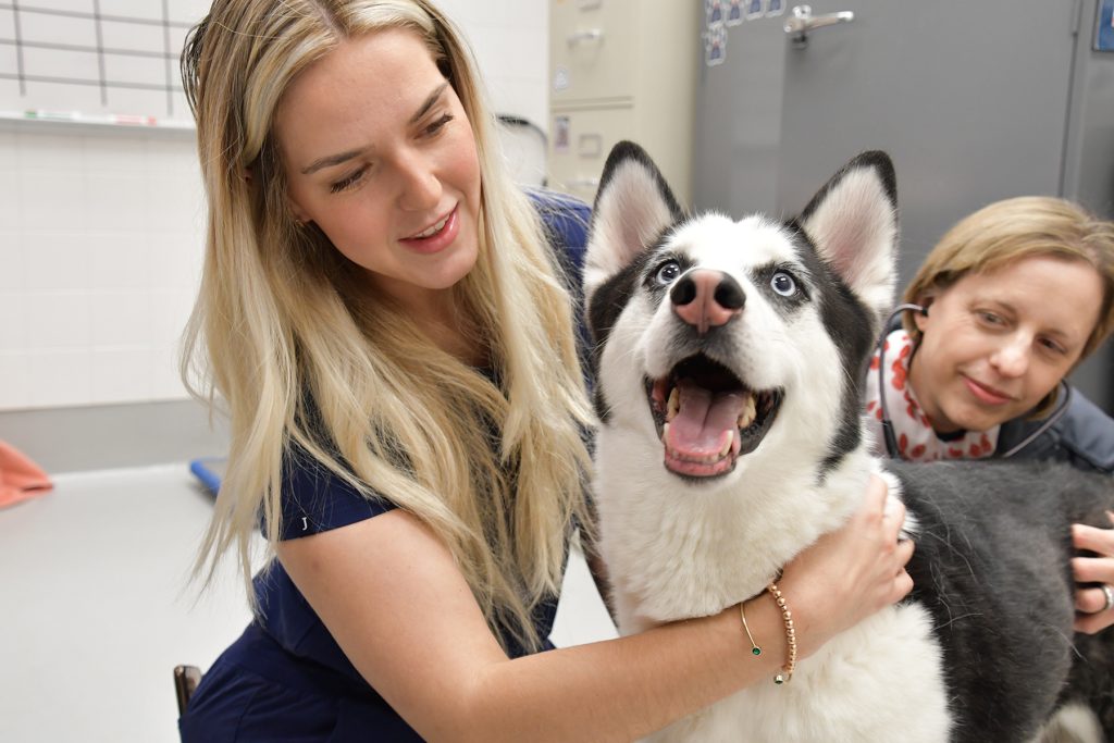 Husky getting a physical exam