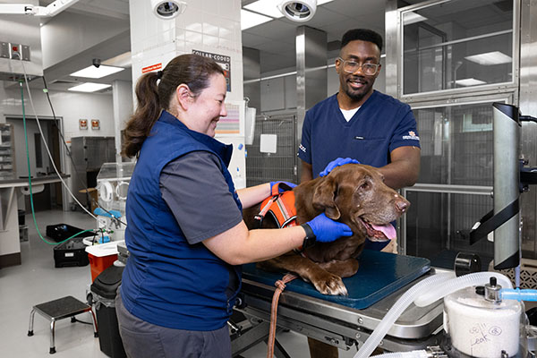 Staff caring for a dog