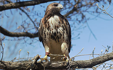 Hawk in tree