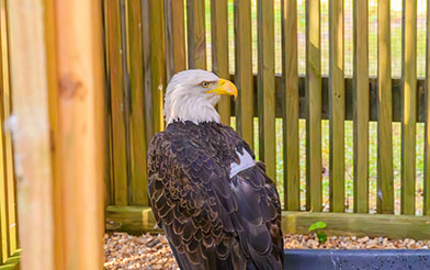 Eagle in enclosure